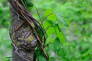 Baum überwuchert den Frühling foto