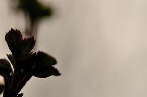 frische Sprossen an einem Baum foto