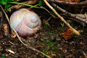 Schnecke im Waldboden im Frühjahr foto