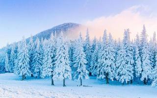 mysteriöse winterlandschaft majestätische berge im winter. Magischer schneebedeckter Baum. in Vorfreude auf den Urlaub. dramatische Winterszene. Karpaten. Ukraine. Frohes neues Jahr. foto