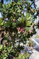 Nahaufnahme eines Arbutus, ein kleiner Baum mit rot abblätternder Rinde. Blumen erscheinen, während die Früchte des Vorjahres reifen. ein bär neben einem arbutus sind das symbol von madrid foto