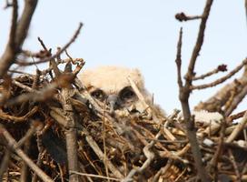 Virginia-Uhu im Nest foto