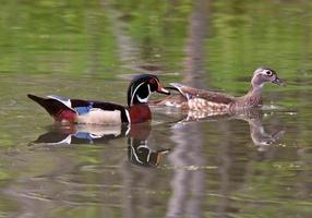 Paarungspaar Brautenten im Teich foto