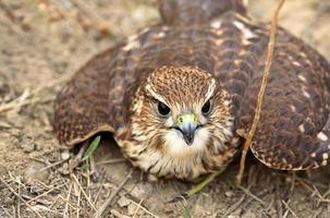 Nahaufnahme des jungen Merlin auf dem Boden im malerischen Saskatchewan foto