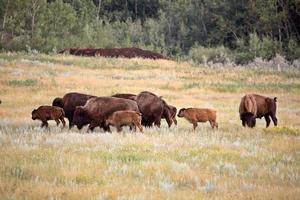 kleine Bisonherde mit Kälbern im malerischen Saskatchewan foto