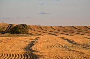 Getreideschwaden im malerischen Saskatchewan foto