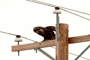 Steinadler thront auf Strommast foto