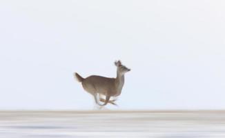 Rehe laufen im Winter foto