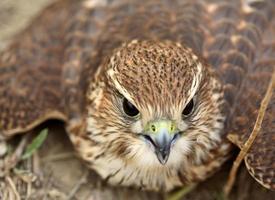 Nahaufnahme des jungen Merlin auf dem Boden im malerischen Saskatchewan foto