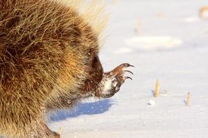 Stachelschwein im Winter foto