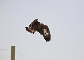 Junger Steinadler, der vom Zaunpfosten die Flucht ergreift foto