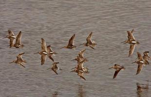 Langschnabeliger Dowitcher im gemusterten Flug foto