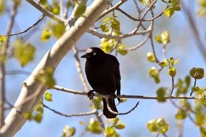 Braueramsel thront im Baum foto