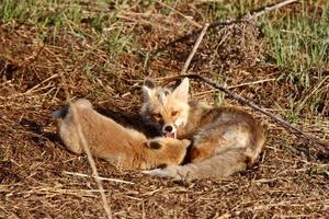 Red Fox Vixen mit Welpen auf der Insel Hecla in Manitoba foto