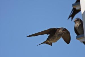 Purple Martins im Vogelhauskomplex foto