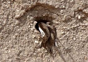 Uferschwalben nisten an der Seite eines Kieshügels foto