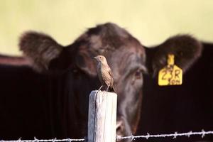 Singvogel auf Zaunpfosten mit Kuh im Hintergrund foto
