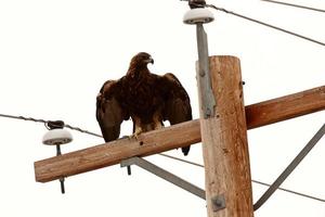 Steinadler thront auf Strommast foto