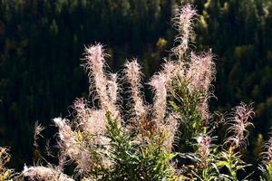 Weidenröschen im Herbst in British Columbia foto