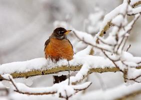 Rotkehlchen auf schneebedecktem Ast foto