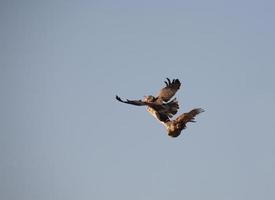 Swainson's Hawk macht einen Schlag auf die gehörnte Eule foto