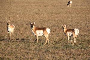 weibliche Pronghorn-Antilope im Feld foto