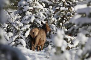 Elch im Winter foto