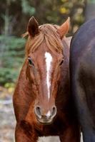 Range Horses entlang der British Columbia Road foto