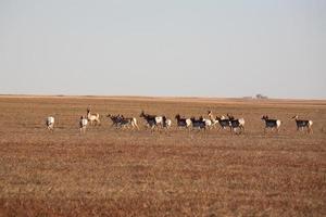 Herde von Pronghorn-Antilopen auf der Prärie foto