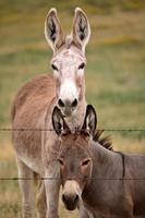 Mutter und junger Esel im malerischen Saskatchewan foto