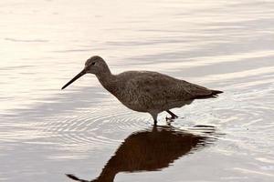 Willet im Teich am Straßenrand foto