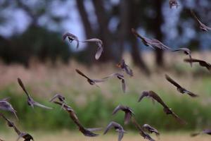 Herde in Formation fliegen foto