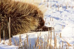 Stachelschwein im Winter foto