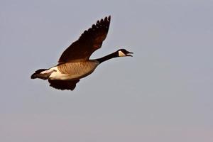 Kanadagans im Flug foto