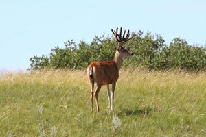 Mule Deer Buck steht am Hang in Saskatchewan foto