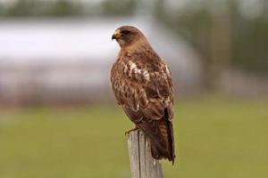 Swainson's Hawk thront auf Zaunpfosten foto