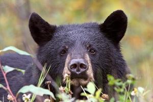 Schwarzbär entlang des British Columbia Highway foto