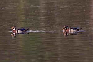 zwei Waldenten Erpel im Teich foto