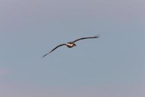 Rauhbeiniger Falke im Flug foto