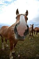 Dray-Pferde auf einer Weide in Saskatchewan foto