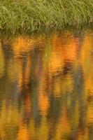 Wasserreflexion von Herbstbäumen in Britisch-Kolumbien foto