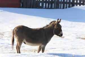 Esel im Schnee Winter Kanada foto