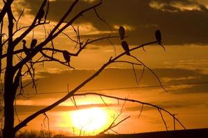 Kormorane im Baum bei Sonnenuntergang foto