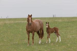 Pferd und Hengst auf der Weide, Saskatchewan, Kanada foto