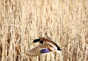 Stockente Erpel im Flug foto