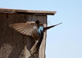 Baumschwalbe, die am Vogelhaus schwebt foto