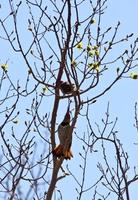 zwei nördliche Flackern im Baum foto