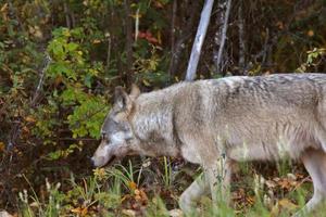 grauer Wolf am Waldrand in British Columbia