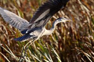 Great Blue Heron auf der Flucht aus Saskatchewan Marsh foto