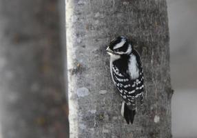 weiblicher Flaumspecht im Winter foto